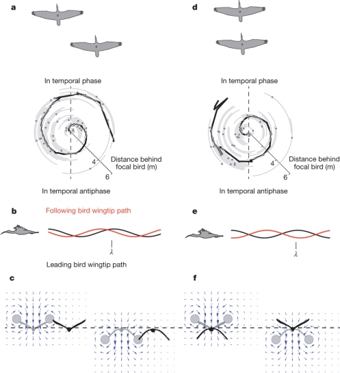 "Figure 3: Geometric and aerodynamic implications of observed spatial phase relationships for ibises flying in a V formation."